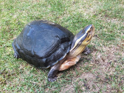 Malayan Box Turtle Link