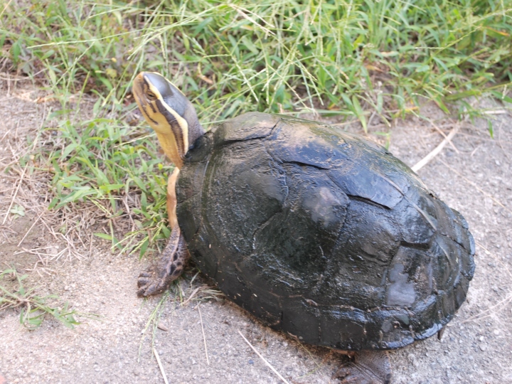 Malayan Box turtle, Oct. 1st, 2017