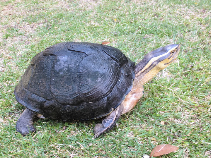 Yuu's Page Again! A Malayan Box Turtle in Japan